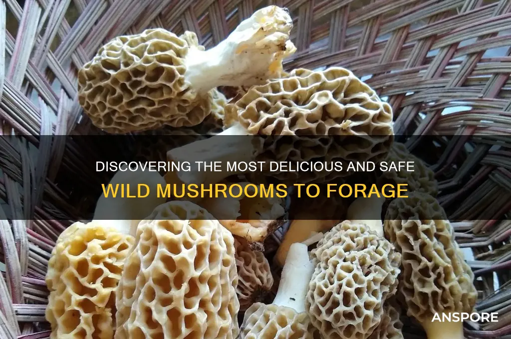 what are the best wild mushrooms