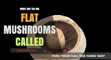 Identifying Large Flat Mushrooms: Names, Types, and Characteristics Explained