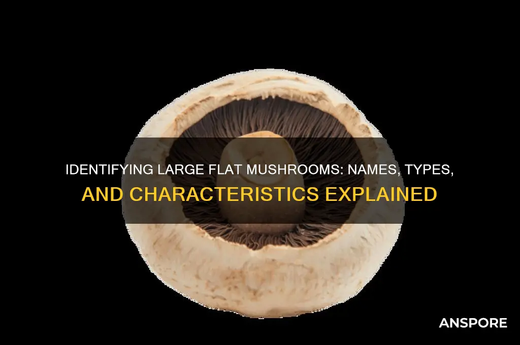 what are the big flat mushrooms called