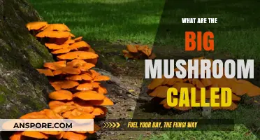 Exploring the Giant Fungi: What Are the Big Mushrooms Called?