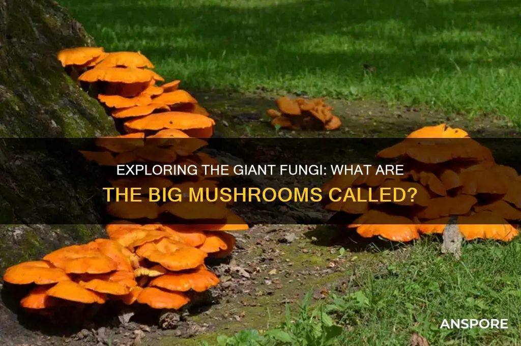 what are the big mushrooms called