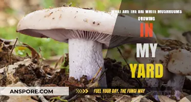 Identifying Large White Mushrooms in Your Yard: Causes and Solutions