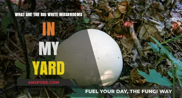 Identifying Large White Mushrooms Growing in Your Yard: A Guide
