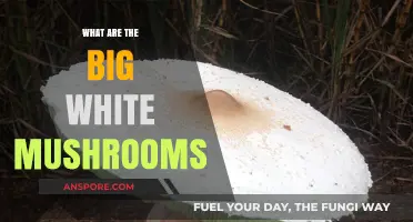 Unveiling the Mystery: What Are Those Big White Mushrooms?