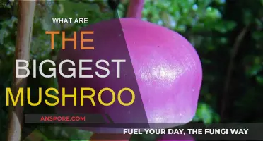 Giant Mushrooms: Nature's Majestic Fungi