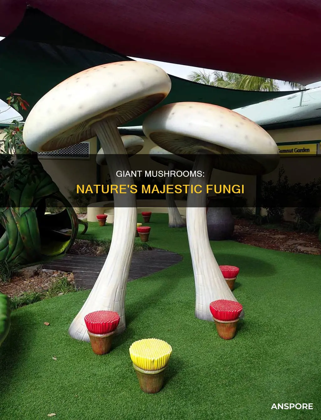 what are the biggest mushrooms