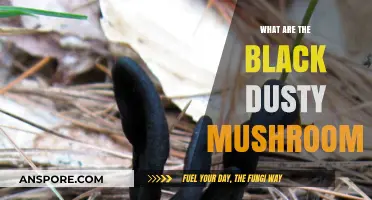 Unveiling the Mystery of Black Dusty Mushrooms: Identification and Insights
