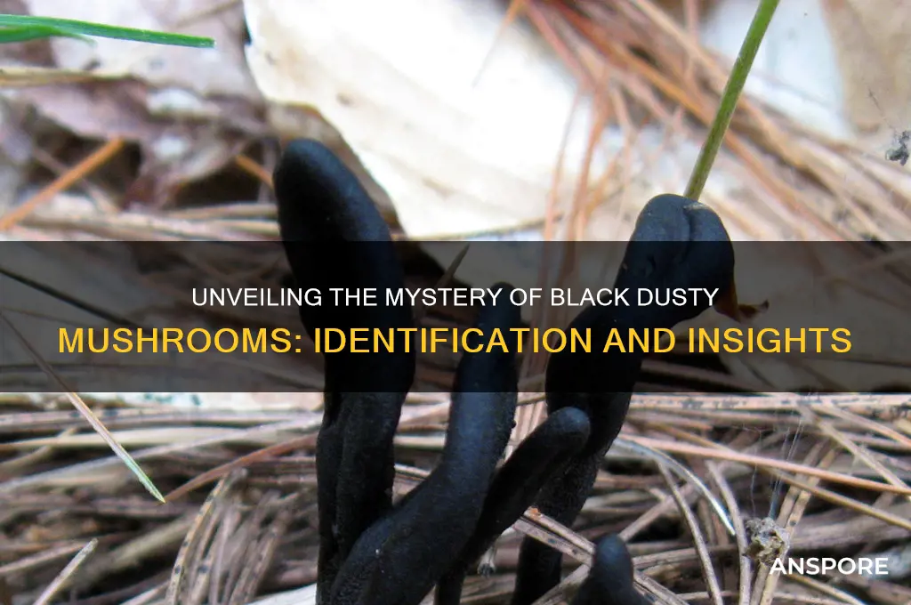 what are the black dusty mushrooms