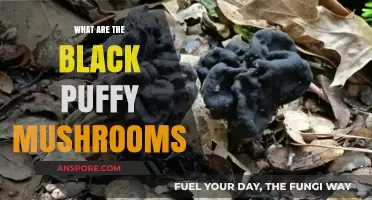 Unveiling the Mystery of Black Puffy Mushrooms: Identification and Insights
