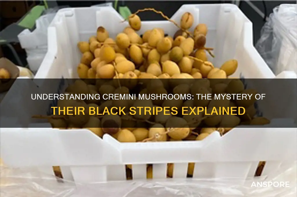 what are the black stripe things inside cremini mushrooms