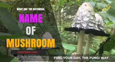 Unveiling the Botanical Names of Mushrooms: A Comprehensive Guide