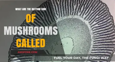 Unveiling the Mystery: What’s the Bottom Side of Mushrooms Called?