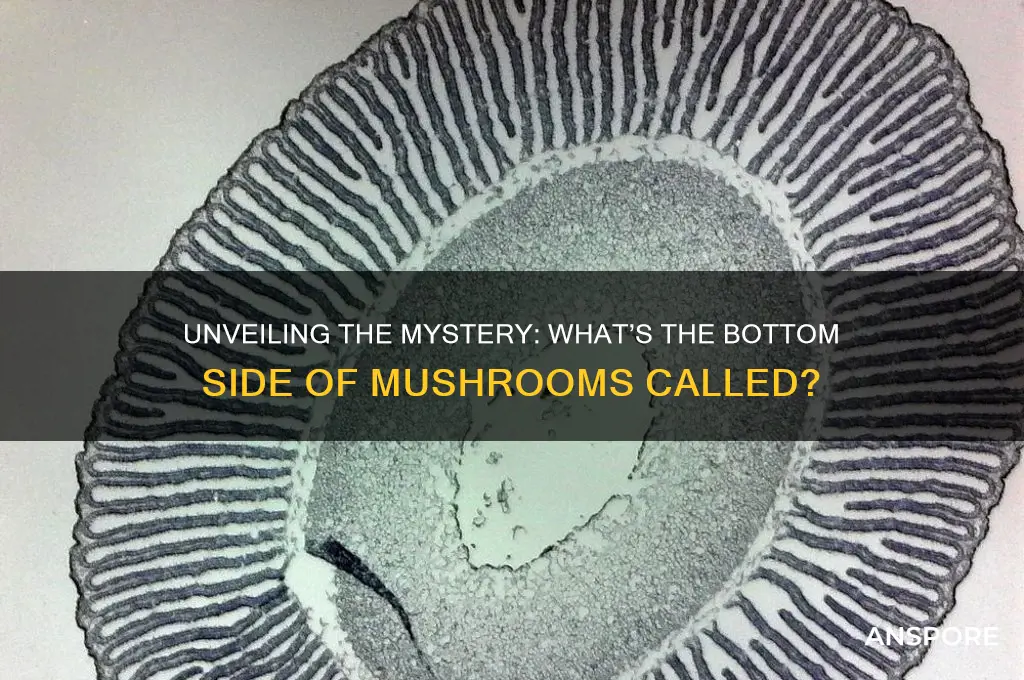 what are the bottom side of mushrooms called