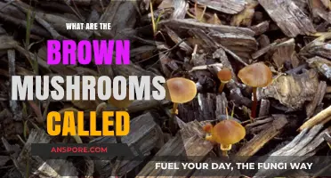 Identifying Brown Mushrooms: Common Names and Varieties Explained