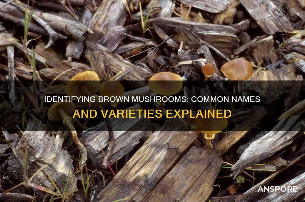 what are the brown mushrooms called