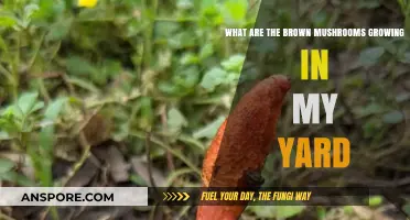 Identifying Brown Mushrooms: Understanding Yard Fungi Growth and Safety Tips