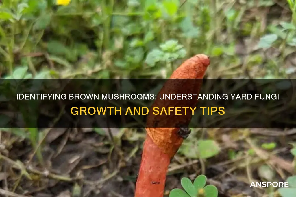 what are the brown mushrooms growing in my yard