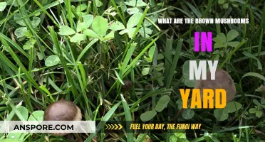 Identifying Brown Mushrooms in Your Yard: Types, Safety, and Care Tips