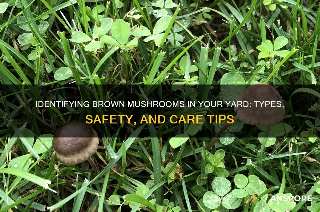 what are the brown mushrooms in my yard