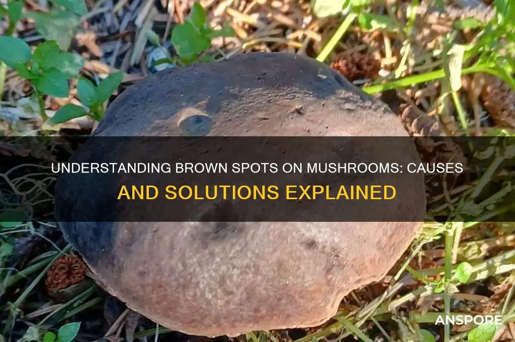 what are the brown spots on my mushrooms