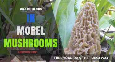 Unveiling Morel Mushroom Bugs: Common Pests and How to Spot Them