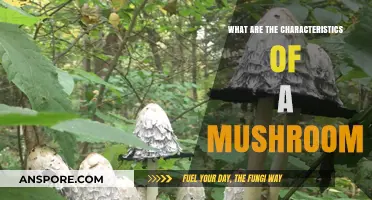 Exploring the Unique Characteristics of Mushrooms: A Comprehensive Guide
