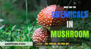 Unveiling the Fascinating Chemicals Found in Mushrooms: A Comprehensive Guide