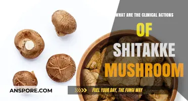 Shitake Mushroom's Clinical Actions: Health Benefits and Therapeutic Uses