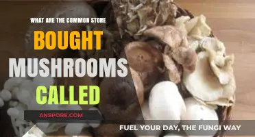 Common Store-Bought Mushrooms: Names and Varieties Explained Simply