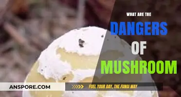 Toxic Truth: Unveiling the Hidden Dangers of Wild Mushrooms