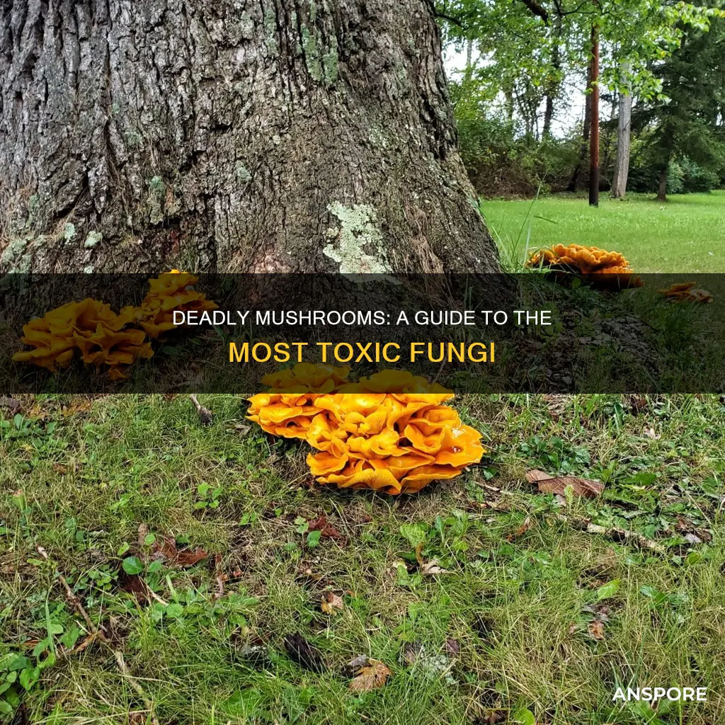 what are the deadliest mushrooms