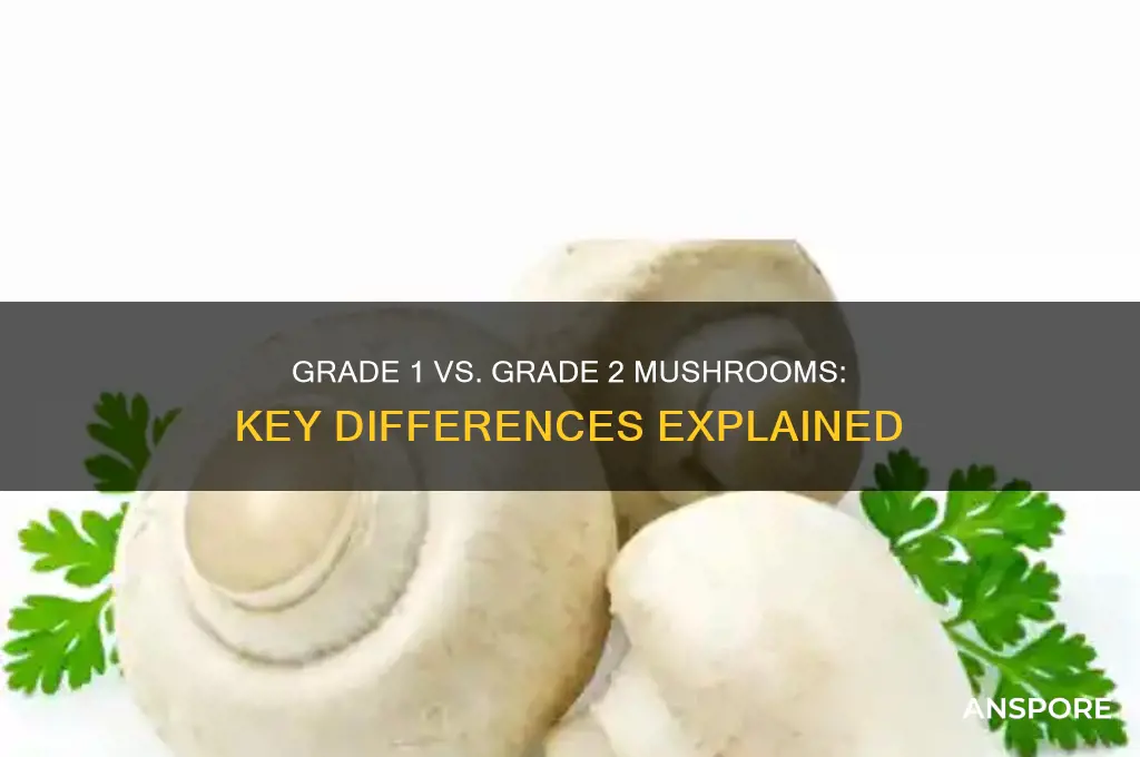 what are the differences between grade 1 and 2 mushrooms