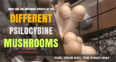 Exploring Varied Effects of Different Psilocybin Mushroom Strains