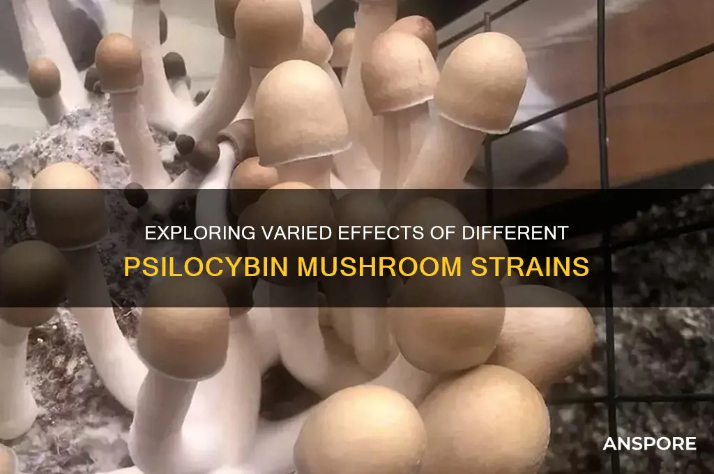what are the different effects of the different psilocybine mushrooms