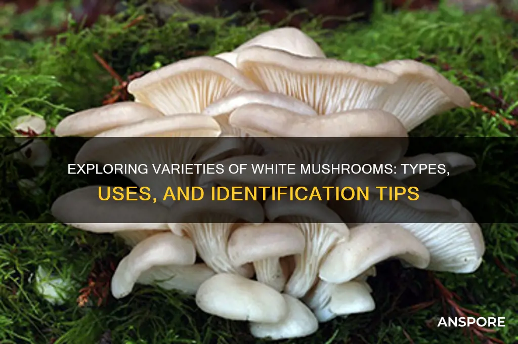 what are the different kinds of white mushrooms