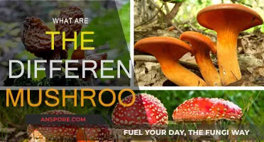 Mushroom Varieties: A Guide to the Different Types