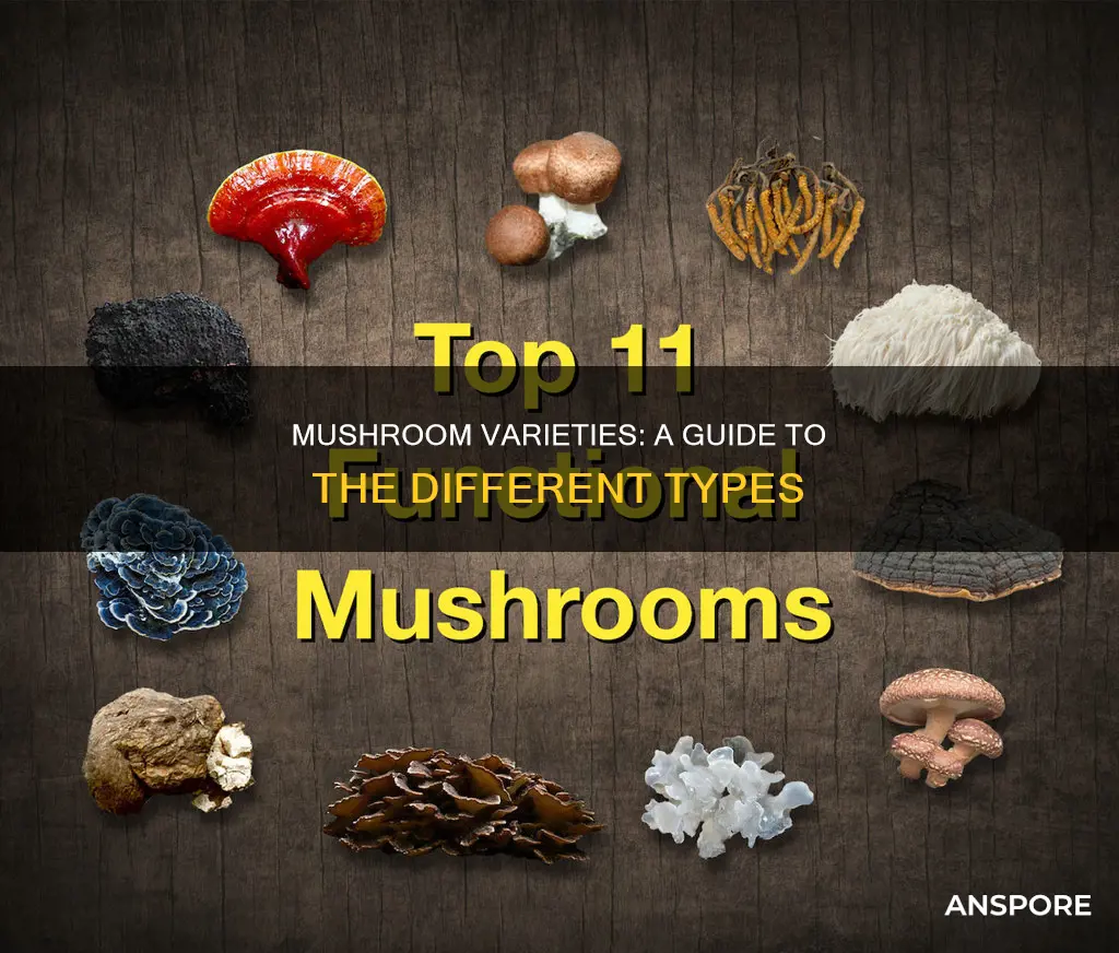 what are the different mushrooms