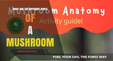Exploring the Fascinating Anatomy of a Mushroom's Key Components
