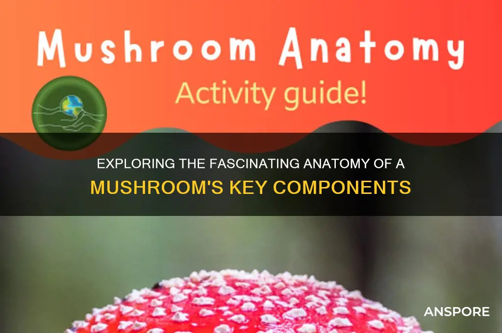 what are the different parts of a mushroom