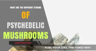 Exploring the Diverse World of Psychedelic Mushroom Strains