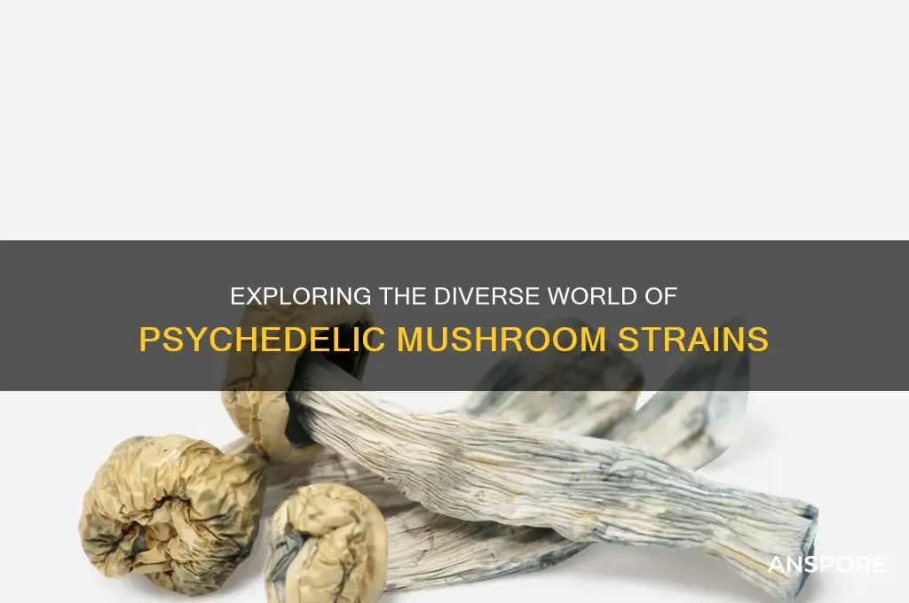 what are the different strains of psychedelic mushrooms