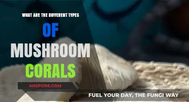 Exploring the Vibrant World of Mushroom Coral Varieties and Types