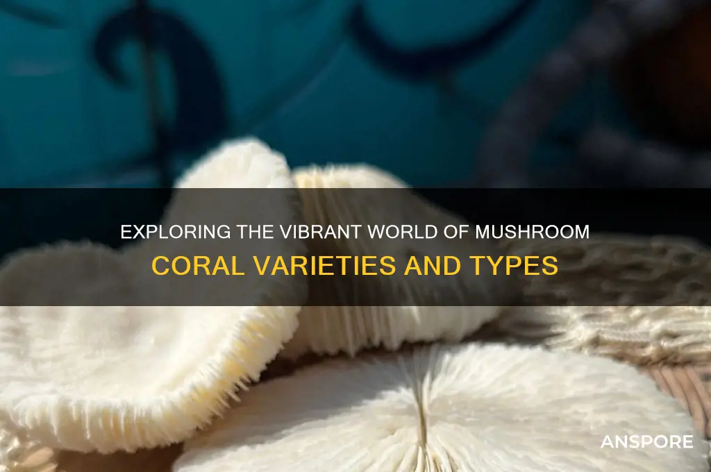 what are the different types of mushroom corals