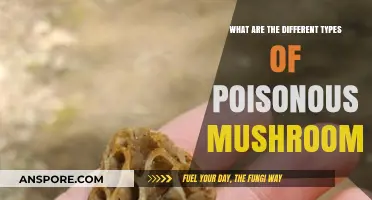 Exploring Deadly Varieties: A Guide to Poisonous Mushroom Types