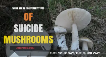 Exploring the Varieties of Deadly Suicide Mushrooms and Their Risks