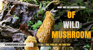 Exploring the Diverse World of Wild Mushroom Varieties and Types