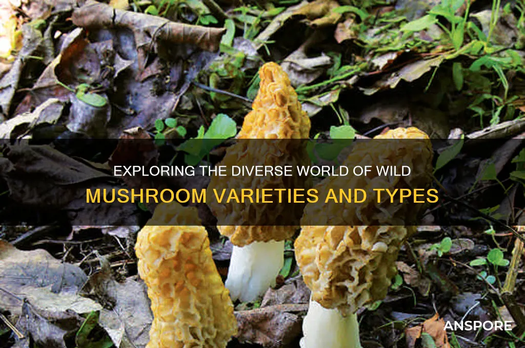 what are the different types of wild mushrooms