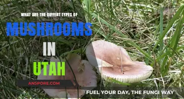 Exploring Utah's Diverse Mushroom Varieties: A Comprehensive Guide