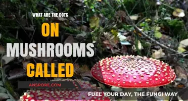 Unveiling the Mystery: What Are the Dots on Mushrooms Called?
