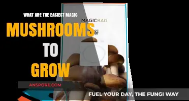 Simple Steps to Growing Beginner-Friendly Magic Mushrooms at Home